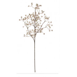 RAMA PANICULATA. 12 uds