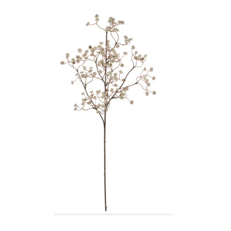 RAMA PANICULATA. 12 uds